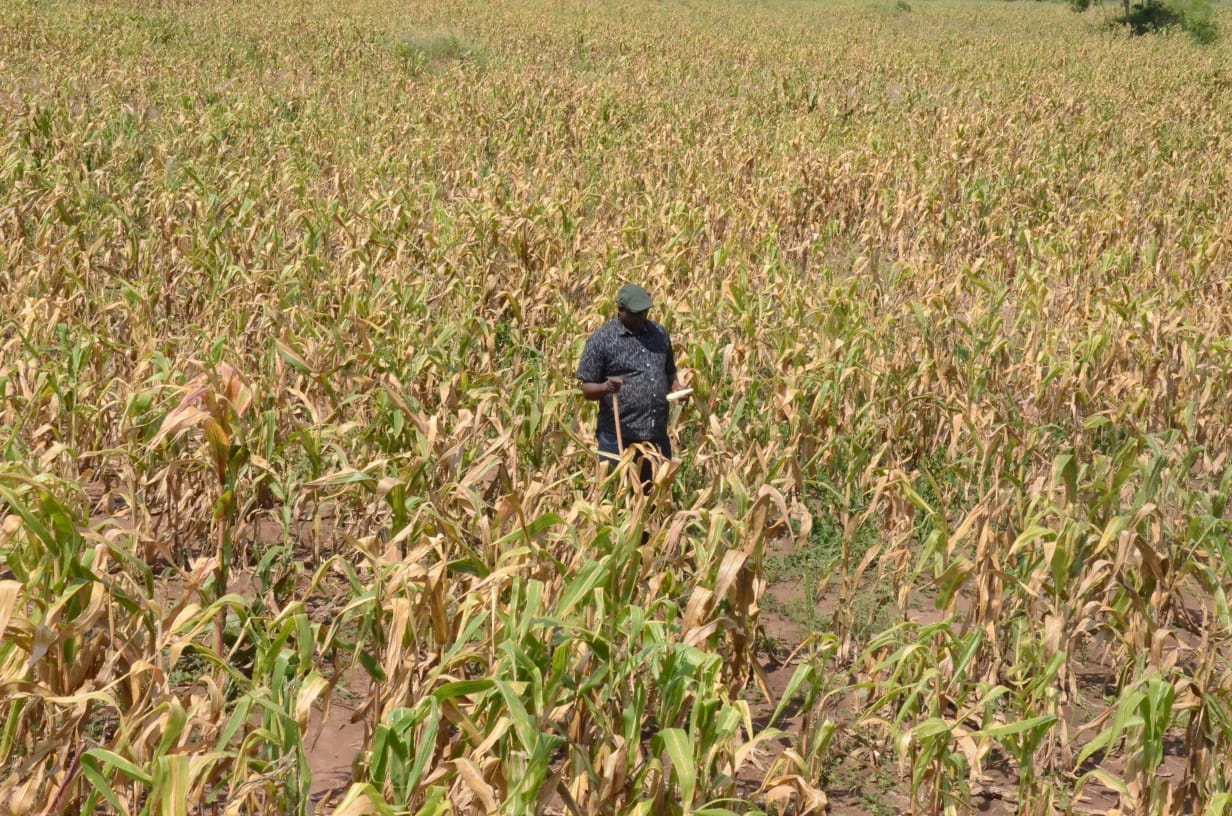 Northern Uganda Farmers Count Heavy Losses as Prolonged Drought Destroys Crops