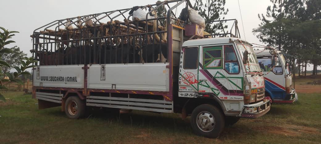 Nine Arrested After Police Intercept Trucks Carrying Suspected Stolen Livestock in Nakaseke