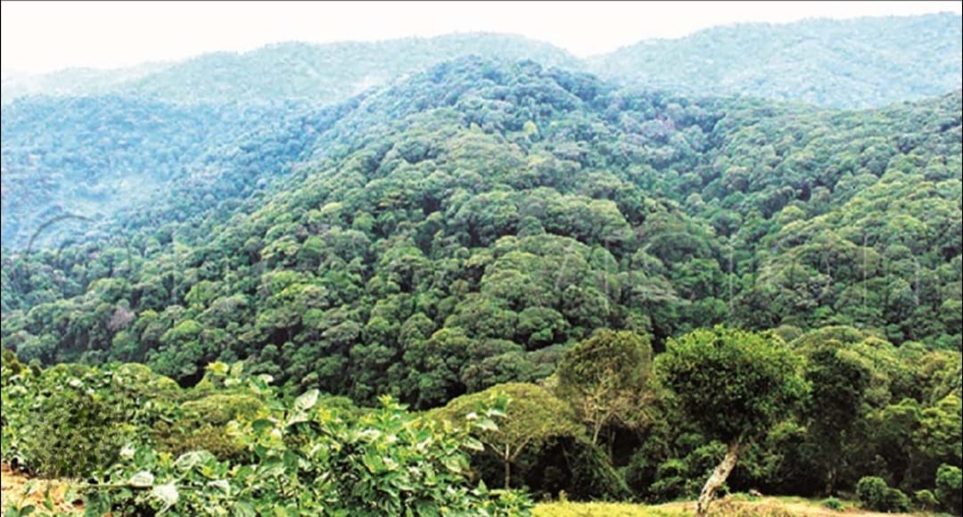Security Forces Evict Thousands from Nsowe Forest Reserve in Gomba