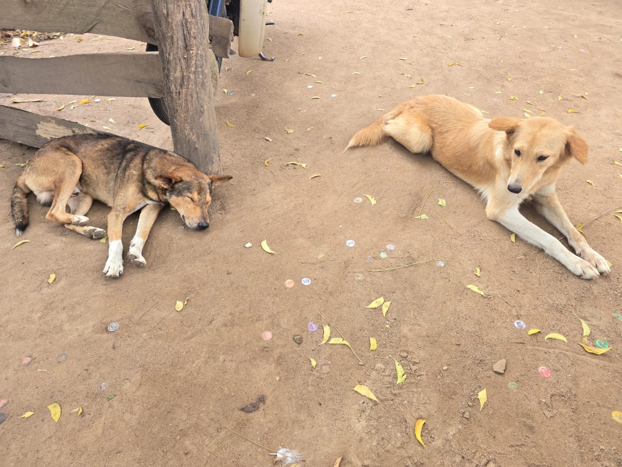 Two Children Die of Suspected Rabies as Adjumani Faces Vaccine Shortage