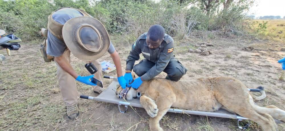 UWA Re-collars Lioness Matsiko After Eight-Month Tracking Blackout