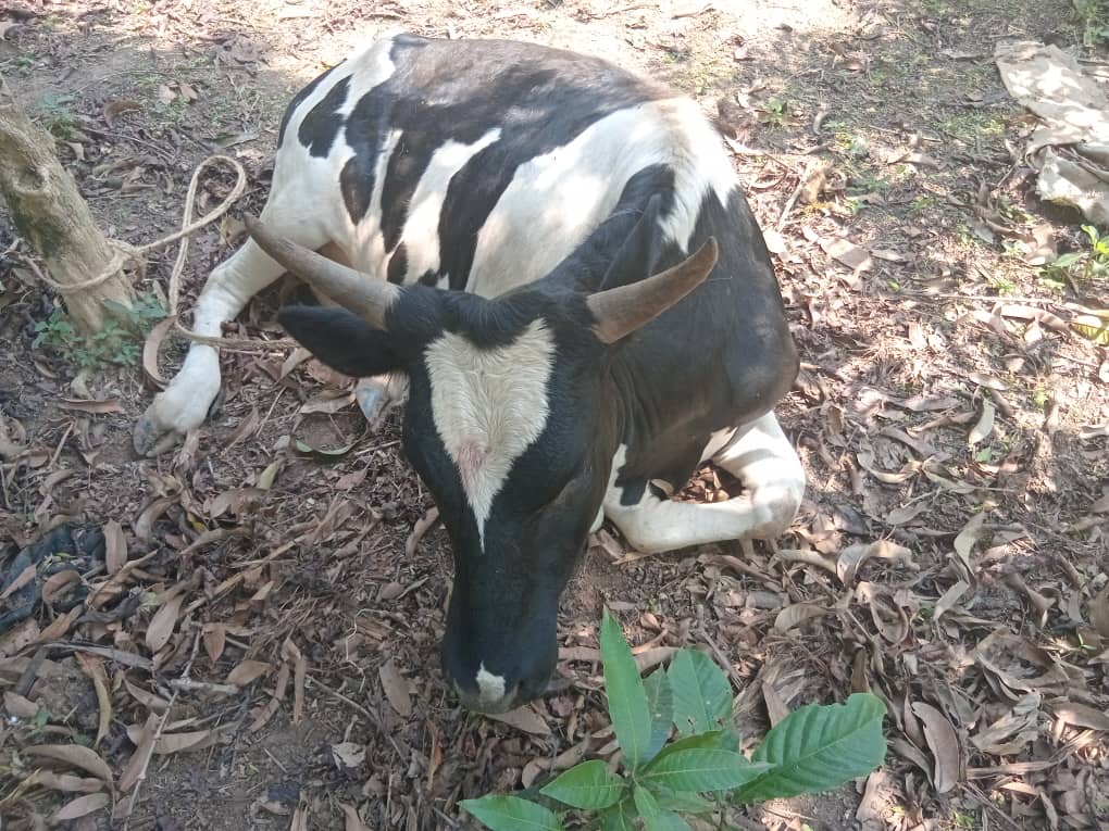 Police Recover Suspected Stolen Cattle in Kassanda, Search for Suspect