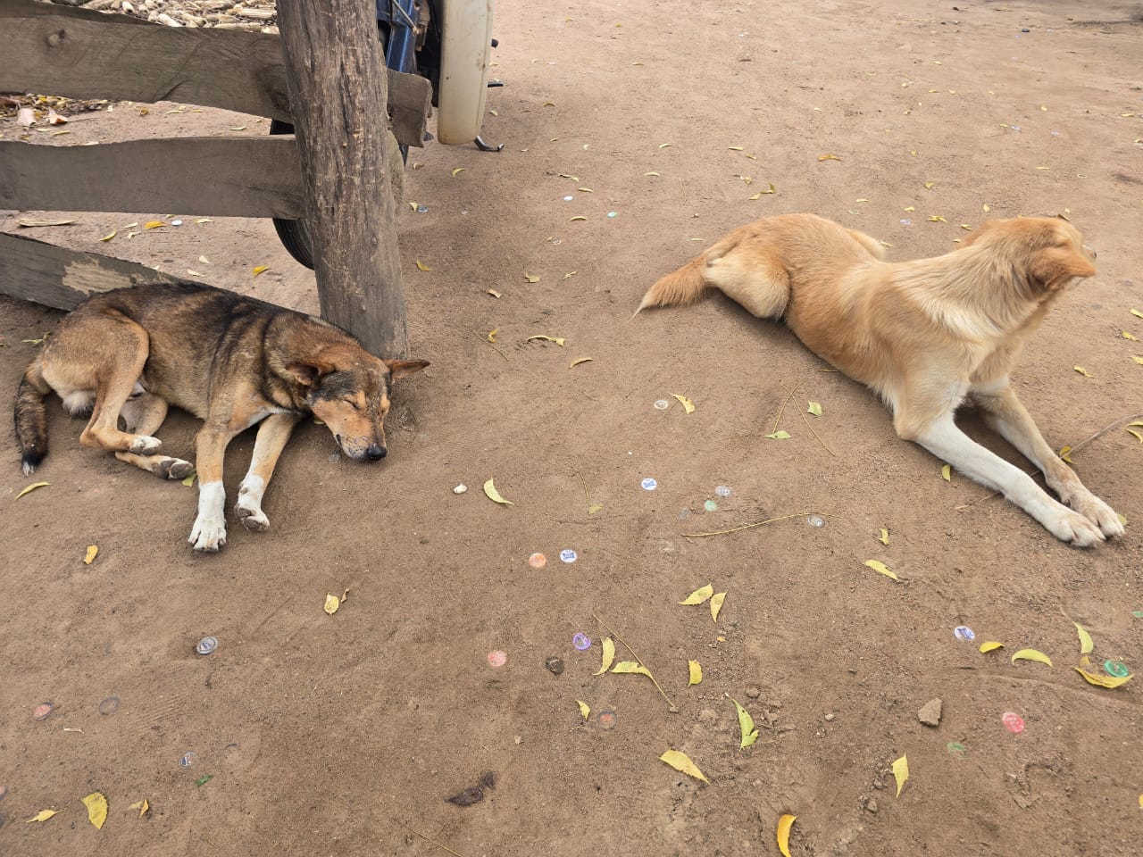 Four Reported Dead as Adjumani Grapples With Anti-Rabies Vaccine Shortage