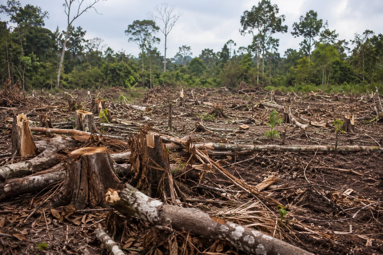 Green Exclusives Part II: Refugees Are Not the Problem—But They Have Increased Pressure on Already Fragile Forests