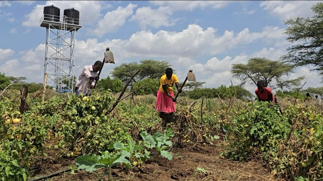 Solar-Powered Irrigation Helps Karamoja Farmers Fight Hunger Through Vegetable Farming