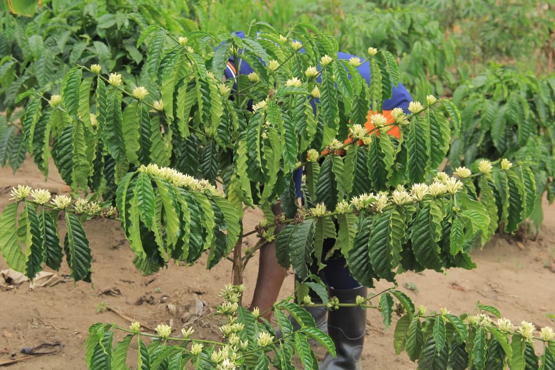 Gomba Residents Hail Coffee as the ‘Money Tree’ Transforming Livelihoods