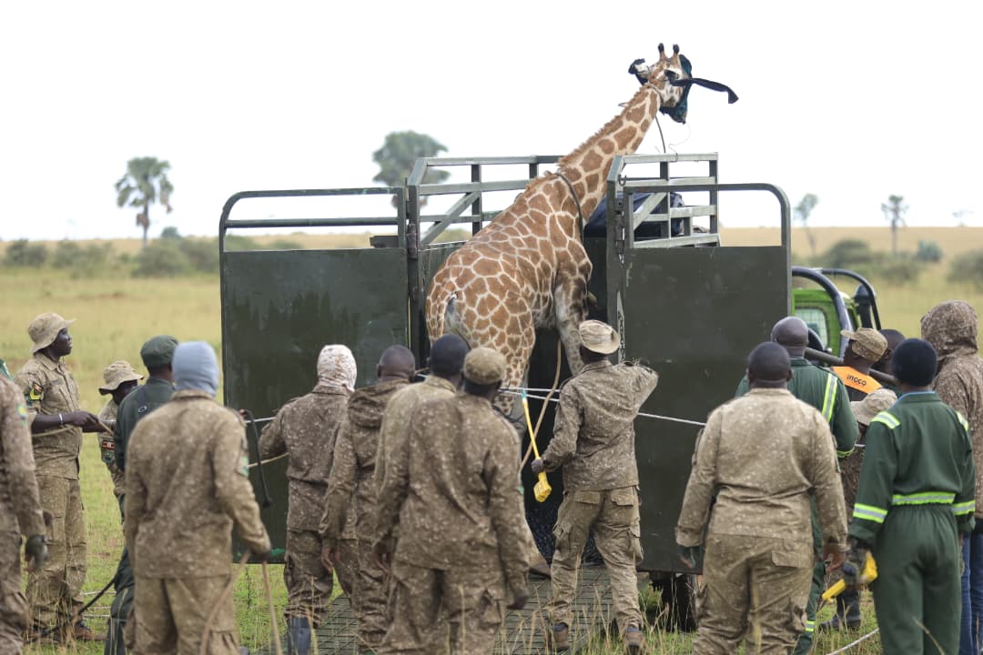 UWA Begins Translocation of Endangered Nubian Giraffes to Ajai Wildlife Reserve