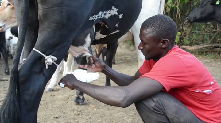 Masaka Diocese Launches Dairy Programme to Transform Livestock Farming for 7,000 Farmers