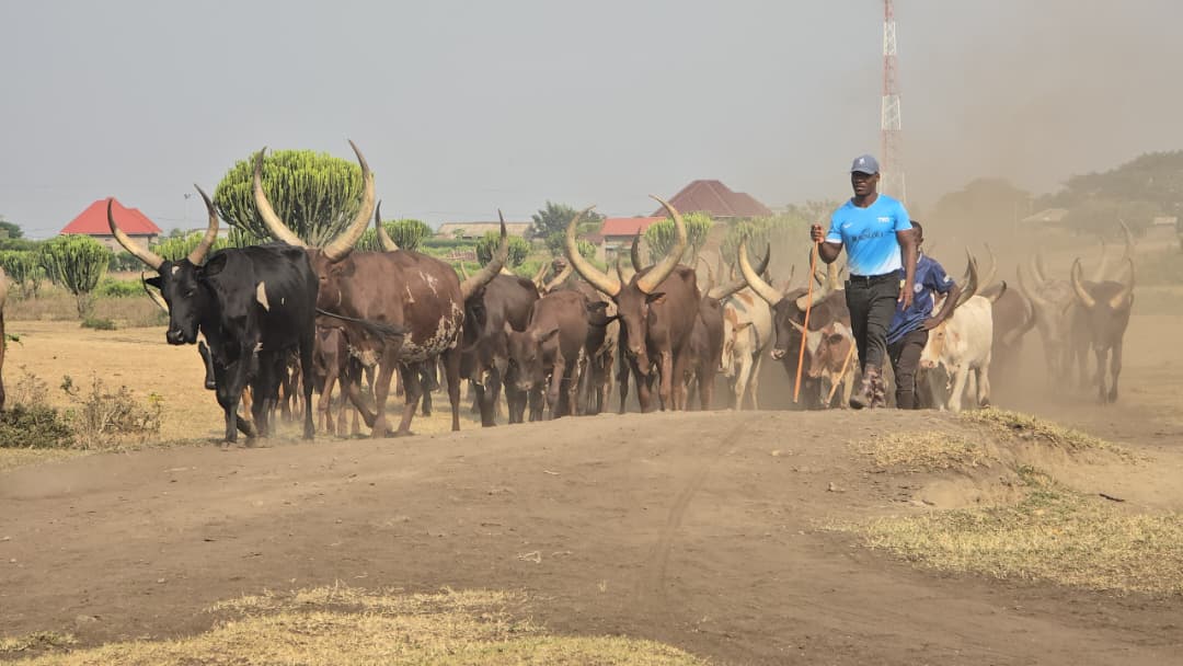 Six-Month Drought Pushes Kasese Pastoralists to the Brink as Hundreds of Cattle Die