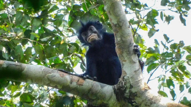 New monkey species with orange lips sighted in DR Congo forest