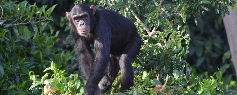 Kagadi locals decry chimp invasion