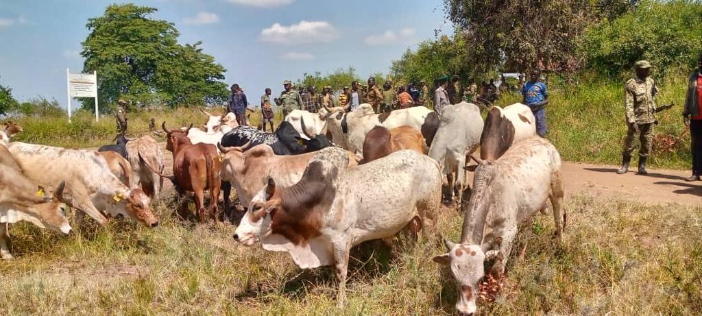 UPDF, ASTU recover 23 cattle stolen by Turkana