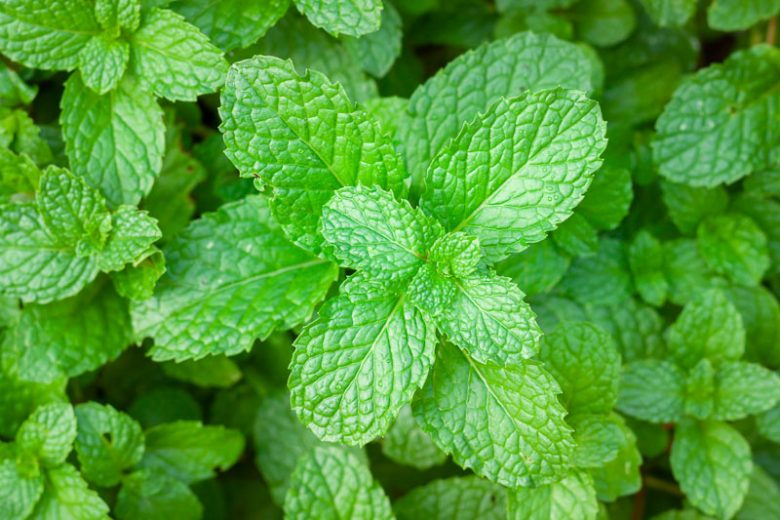 From myth to medicine: Mint's enduring journey through history