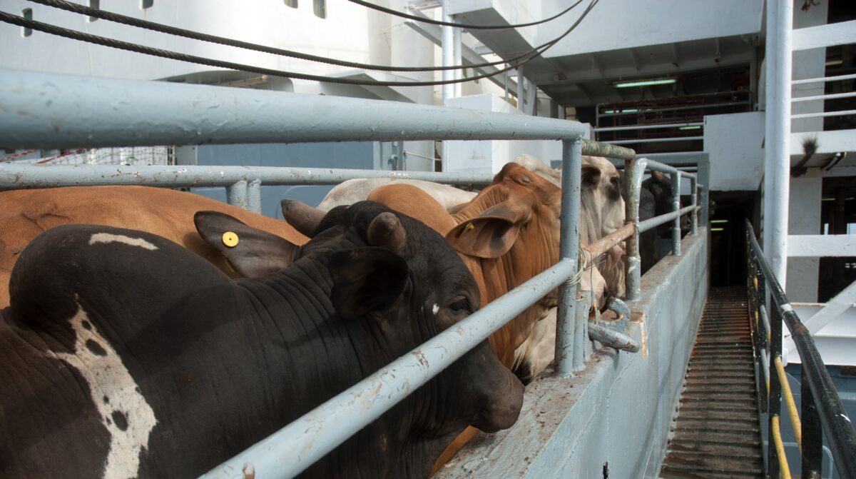 Cape Town smell blamed on cattle ship