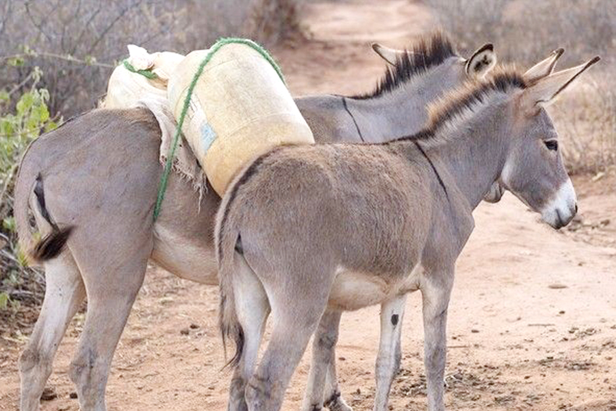 African Union bans trade in donkey skin