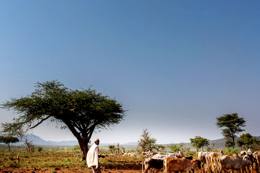 Pokot, Sabiny communities clash over grazing rights