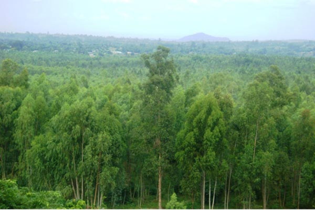 Tensions rise in Arua over fate of Barifa Forest