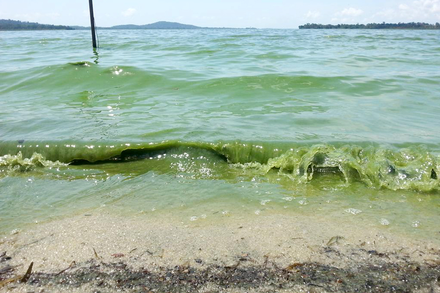 Algae invasion choking life out of Rakai fishermen