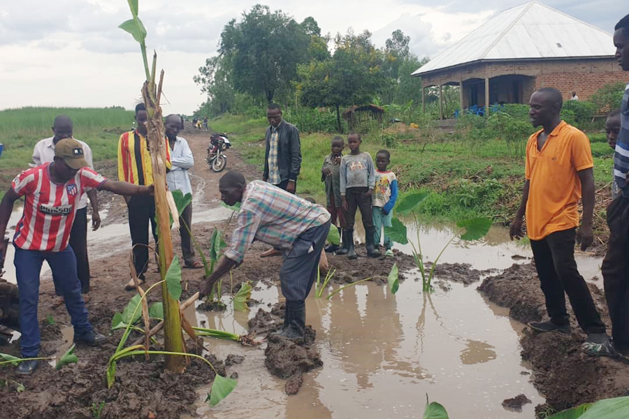 Bugiri village turns 'fertile' road soil into lush yam, matooke garden