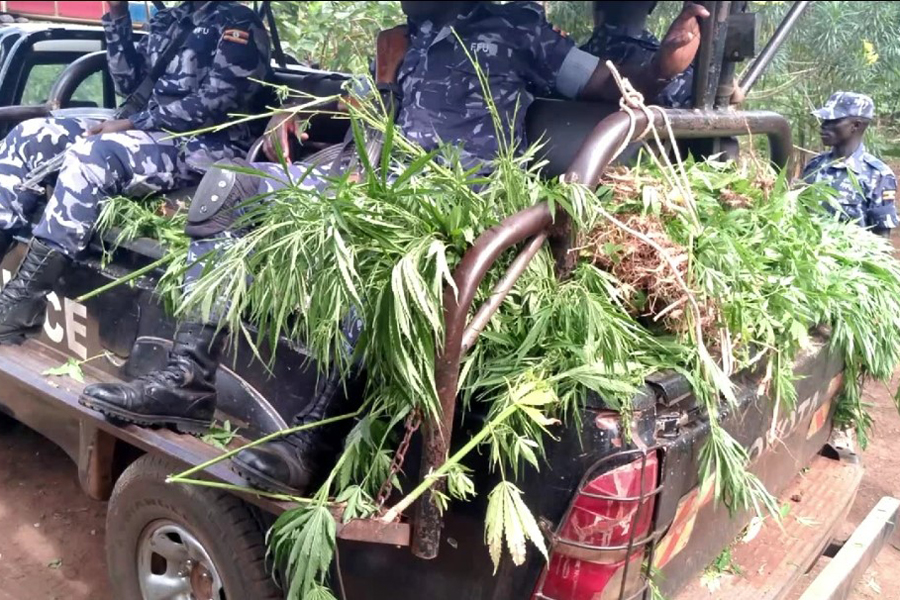 Four detained as Police raid Masaka marijuana supplier's farm