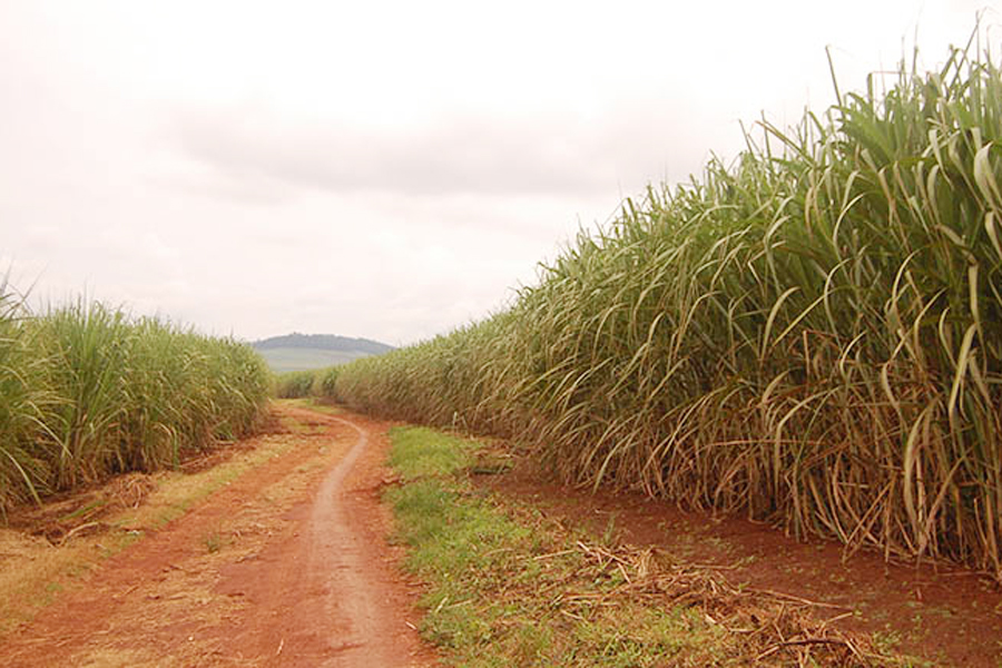Unpredictable prices pushing Masindi farmers into sugarcane growing - district boss