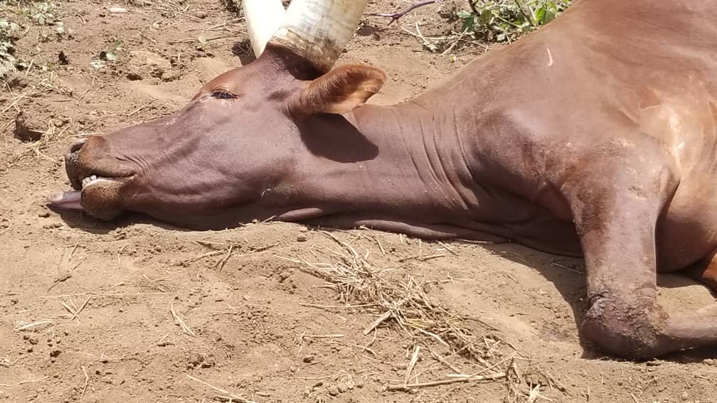 Unholy Mutilation or Farming Feud? Cows Found Dead in Sembabule