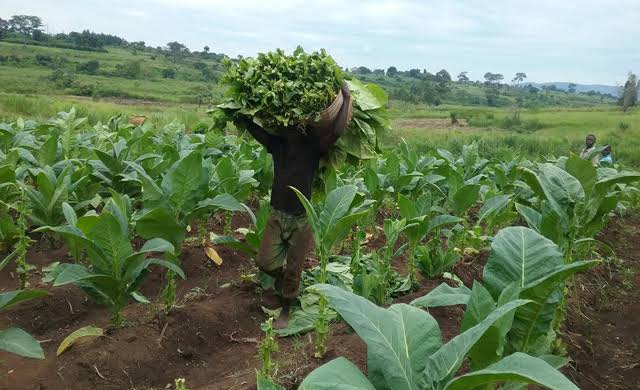 Tobacco farmers embrace cocoa amidst economic shift