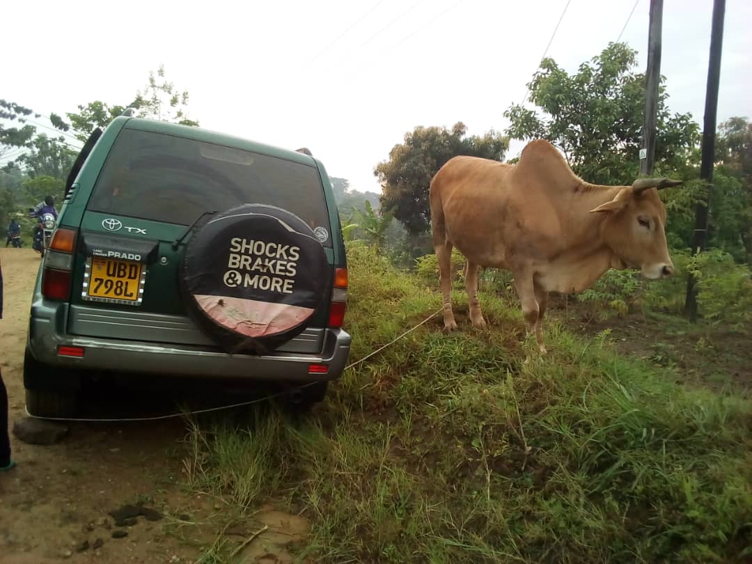 One arrested as police foil cattle theft in Mbale City