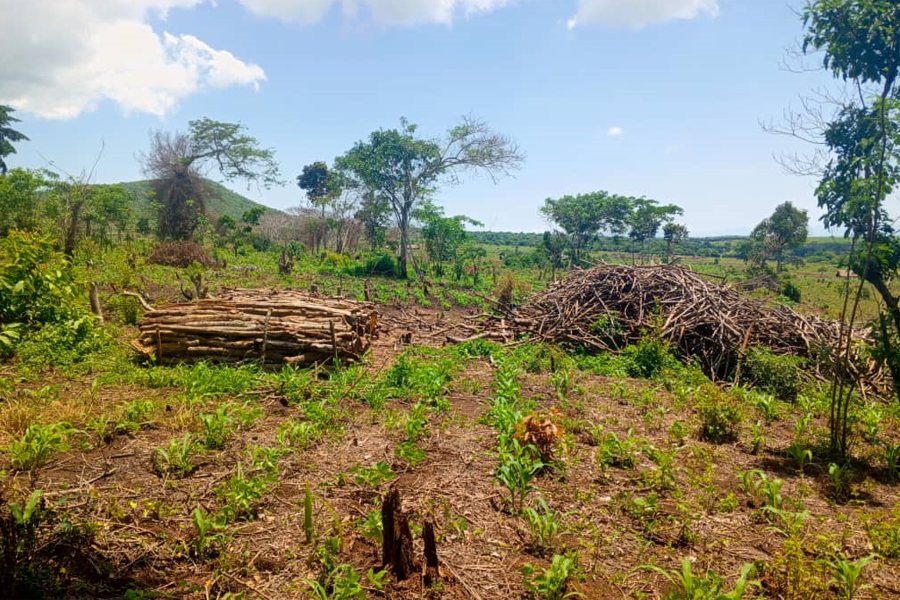 Over 310 acres of Bujawe forest cleared for tobacco growing, charcoal