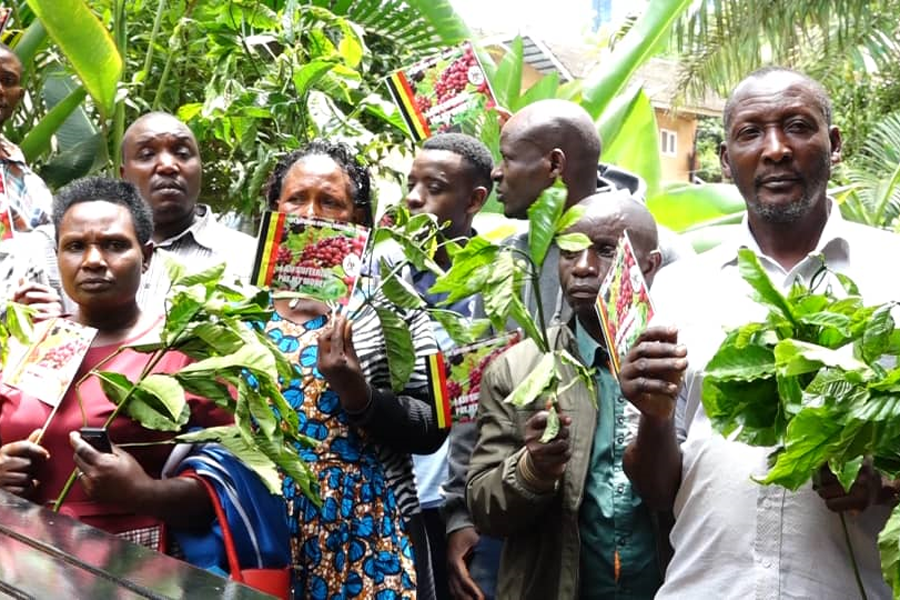 Coffee seedlings dealers ask Museveni to intervene in Shs48bn overdue payment