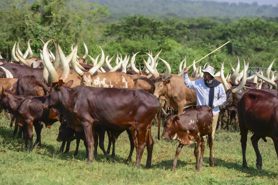 10 arrested over theft of Museveni's cows in Gomba