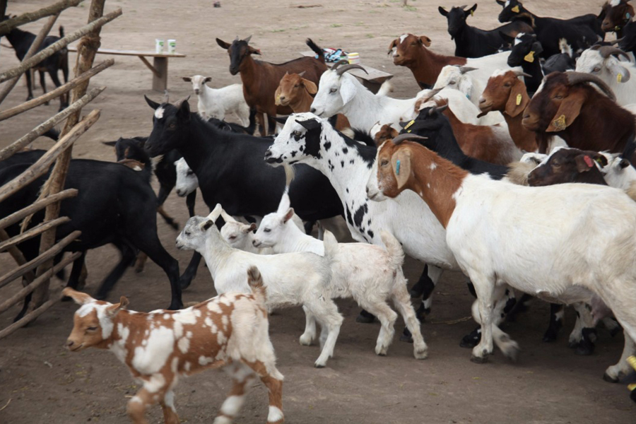 Bukomansimbi goat traders frustrated with prolonged quarantine