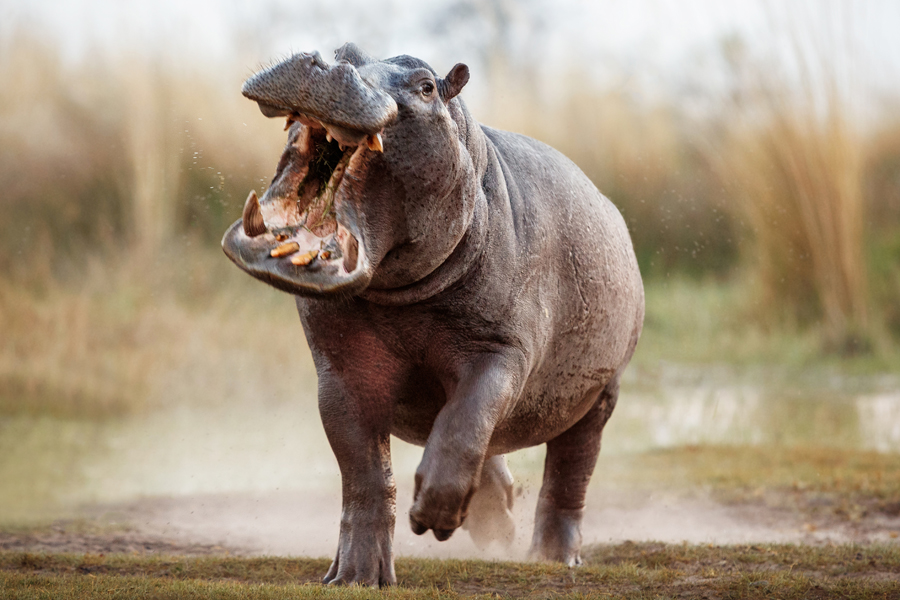 Man who escaped two hippo attacks mauled to death in third incident