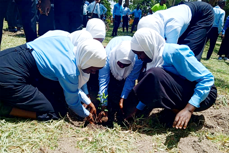 Hoima RCC mulls 'tough actions' against schools that do not plant trees