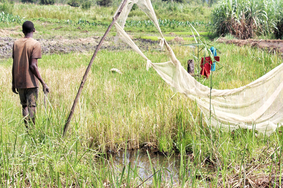 Environmental degradation threatens vital wetlands around Kampala