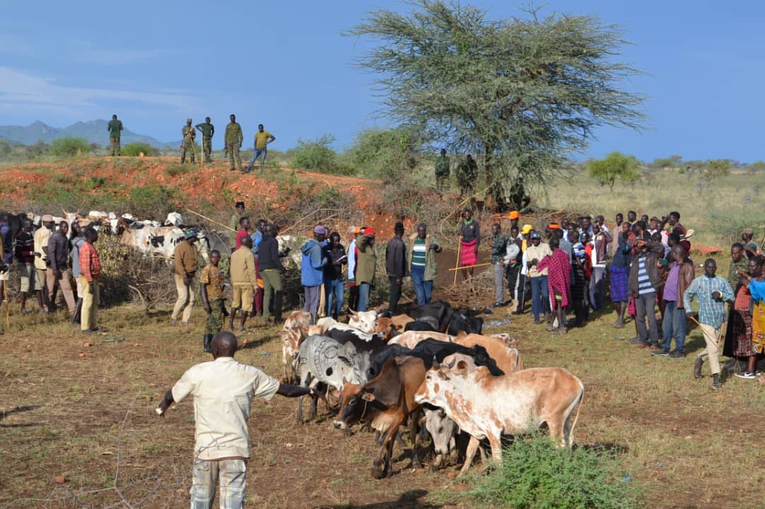 Recovered Cattle Returned to Jie Pastoralists in Karamoja