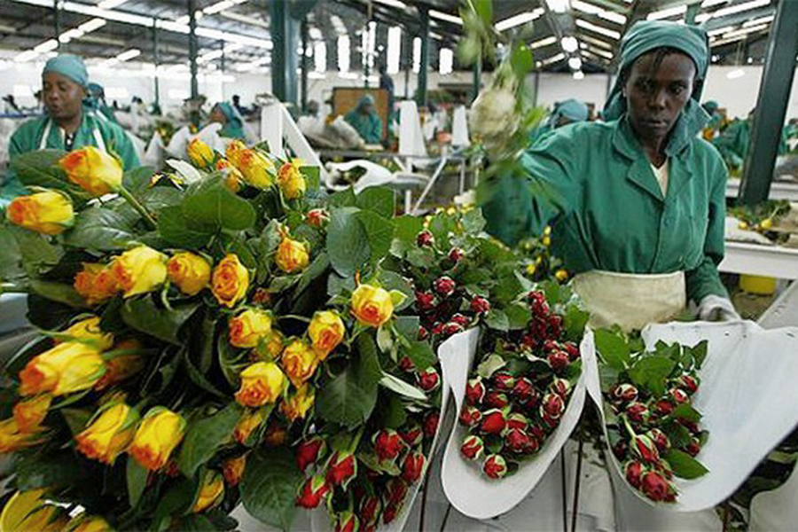 UK Suspends Tariffs on East African Flower Exports