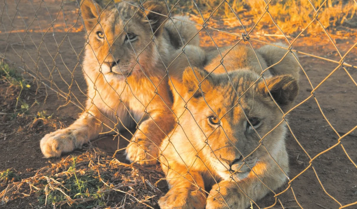 South Africa takes steps to end lion farming