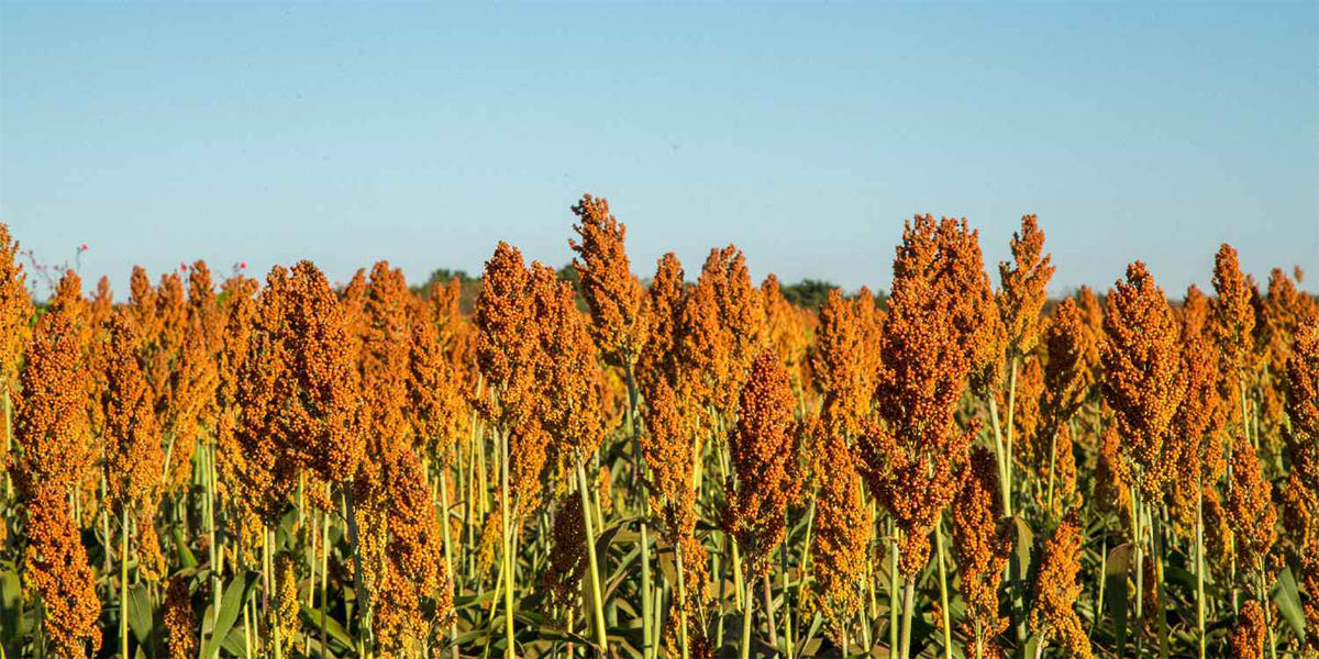 Nile Breweries Invests in Sorghum Growers to Boost Local Ingredient Quality