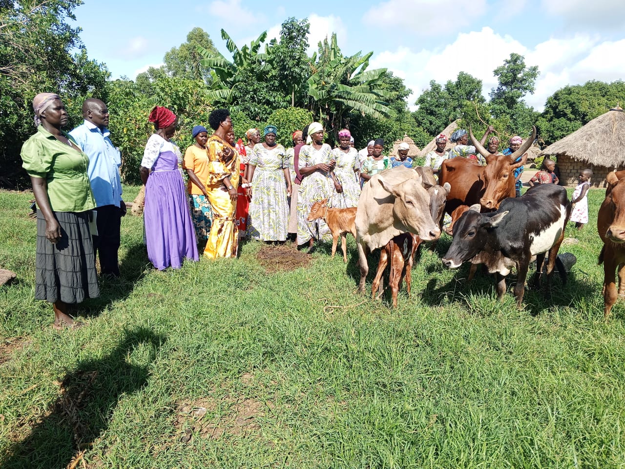 Serere women group grows savings from shs100,000 to farm of nine cows, 14 sheep