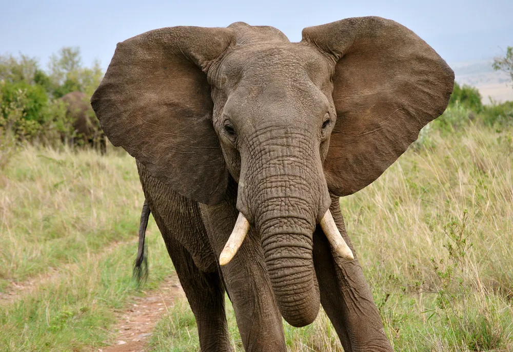 Elephant kills one, leaves another critically injured in Abim