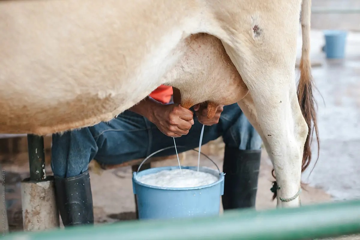 Dairy month celebrated amidst persistent trade tensions within the EAC