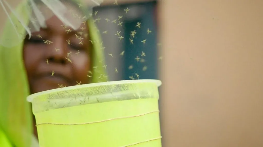 GMO mosquitoes released in Djibouti to finish off malaria