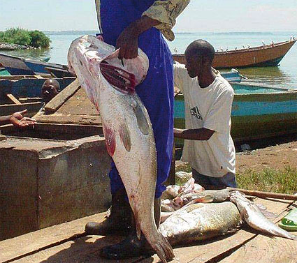 Bane in Mukene ban is boon for Nile Perch fishing
