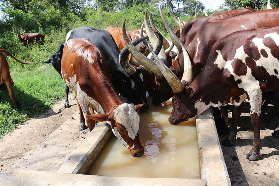 Kiboga cattle farmers say frustrated by fake drugs