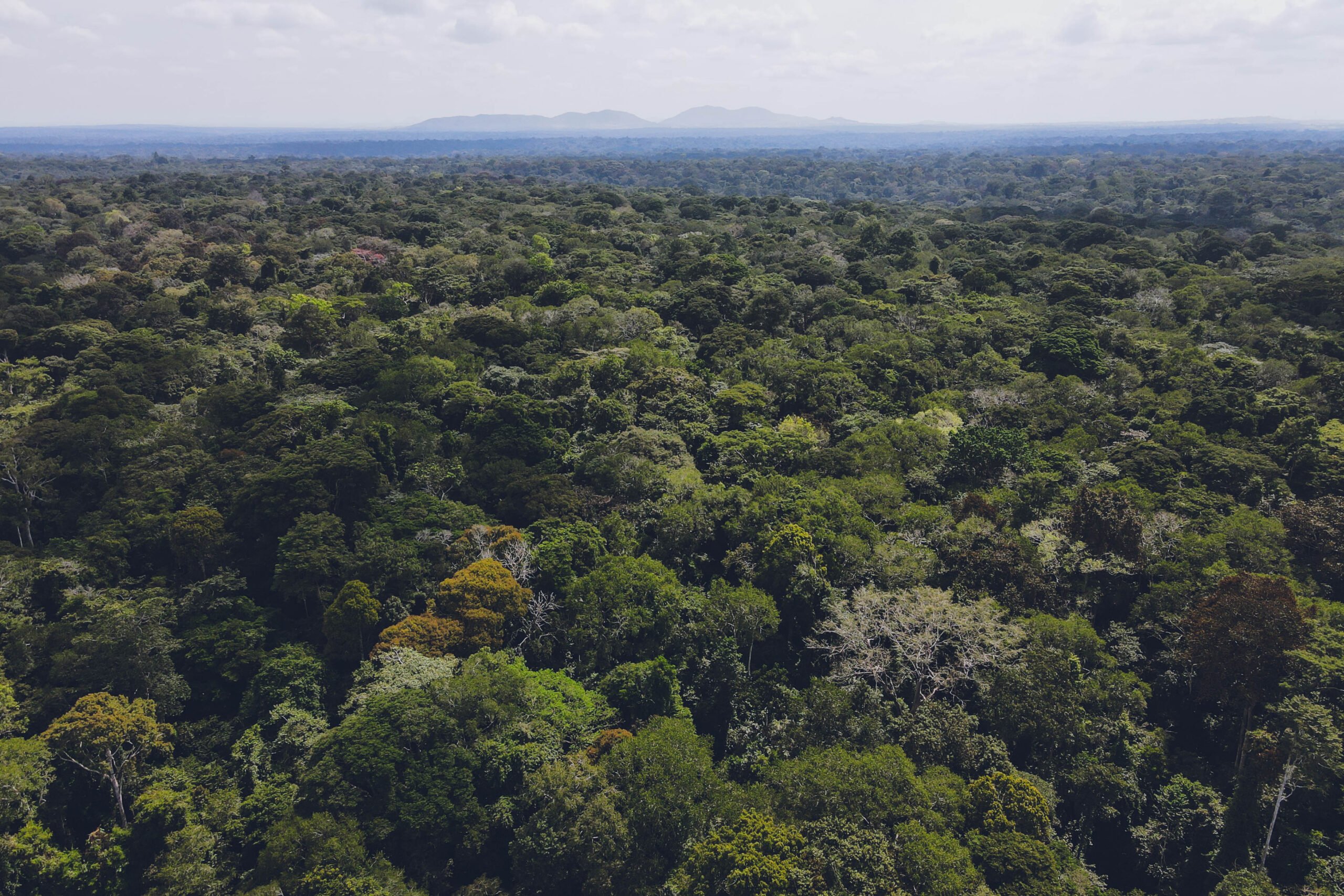 A Sustainable Future for Ugandan Forests: Communities Become Guardians