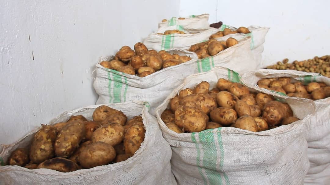 Kabale irish potato farmers decry low yields