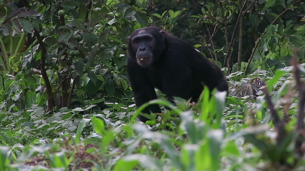 Conservationists call for restoration of forest corridors in Bunyoro, Rwenzori to protect chimpanzees