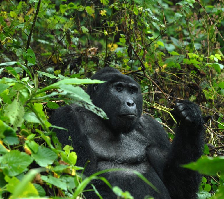UWA introduces new digital gorilla trekking permits