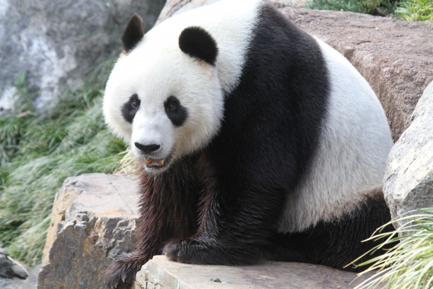 Panda diplomacy: China offers two new rare bears to thaw Australia relations